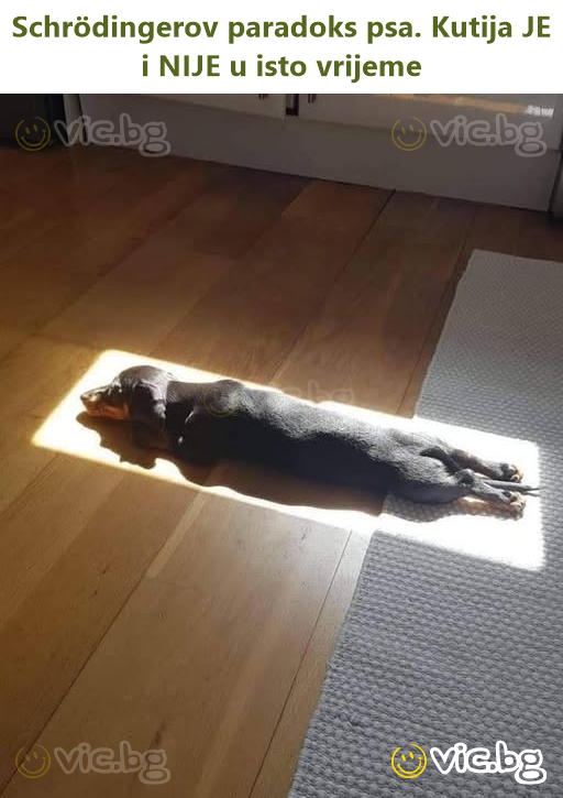 Schrödingerov paradoks psa. Kutija JE i NIJE u isto vrijeme