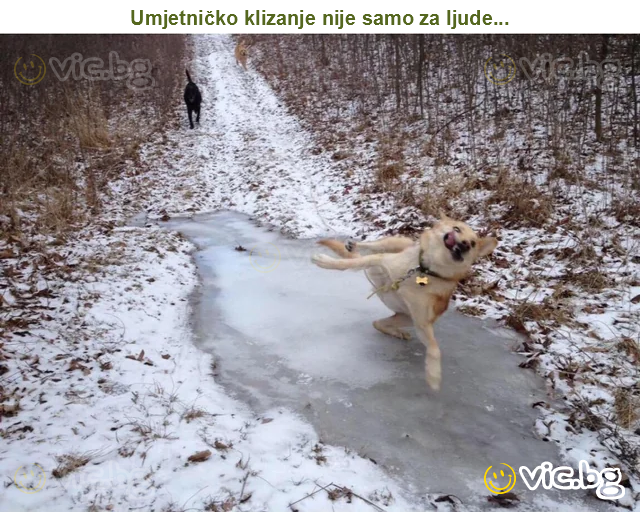 Umjetničko klizanje nije samo za ljude...