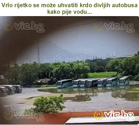 Vrlo rijetko se može uhvatiti krdo divljih autobusa kako pije vodu...