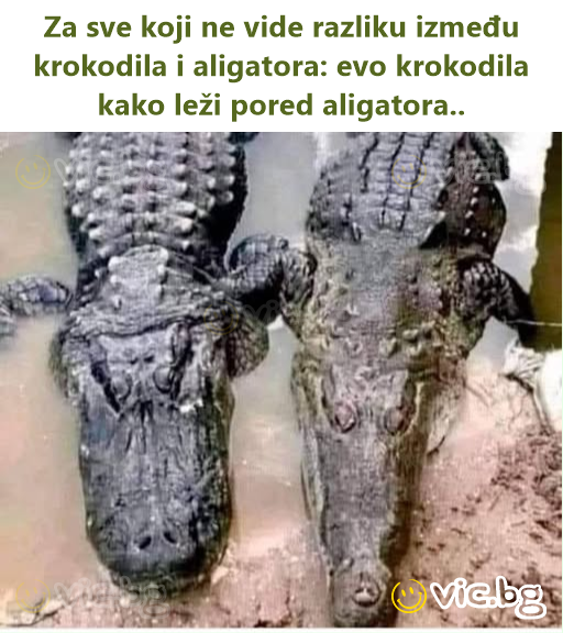 Za sve koji ne vide razliku između krokodila i aligatora: evo krokodila kako leži pored aligatora..