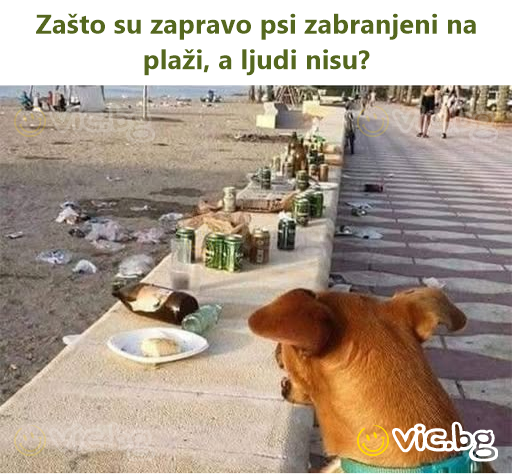 Zašto su zapravo psi zabranjeni na plaži, a ljudi nisu?