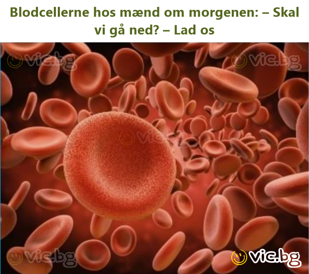 Blodcellerne hos mænd om morgenen: – Skal vi gå ned? – Lad os