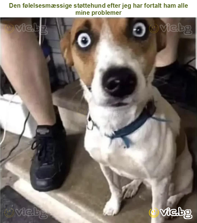 Den følelsesmæssige støttehund efter jeg har fortalt ham alle mine problemer