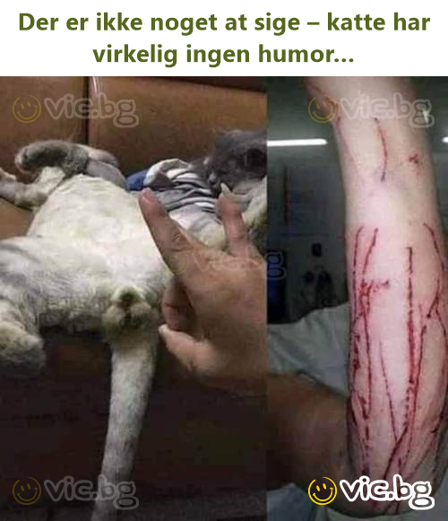 Der er ikke noget at sige – katte har virkelig ingen humor…