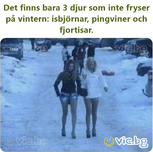 Der er kun 3 dyr, der ikke fryser om vinteren: isbjørne, pingviner og tøsser.
