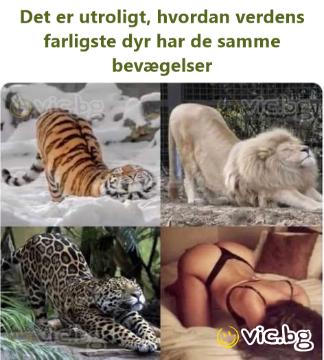 Det er utroligt, hvordan verdens farligste dyr har de samme bevægelser