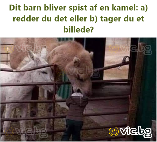 Dit barn bliver spist af en kamel: a) redder du det eller b) tager du et billede?