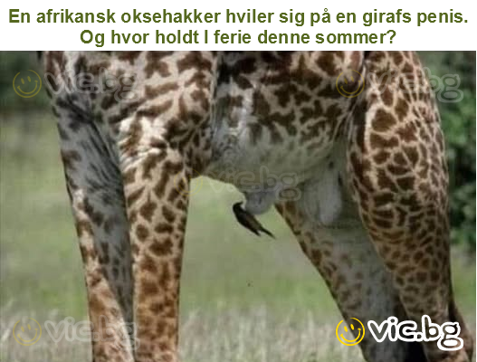 En afrikansk oksehakker hviler sig på en girafs penis.
Og hvor holdt I ferie denne sommer?