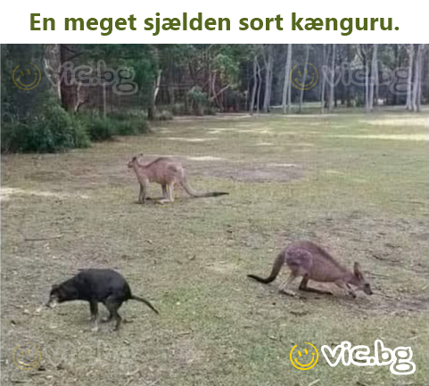 En meget sjælden sort kænguru.
