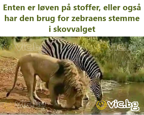 Enten er løven på stoffer, eller også har den brug for zebraens stemme i skovvalget