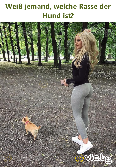 Er der nogen, der ved hvilken race hunden er?