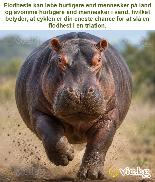 Flodheste kan løbe hurtigere end mennesker på land og svømme hurtigere end mennesker i vand, hvilket betyder, at cyklen er din eneste chance for at slå en flodhest i en triatlon.
