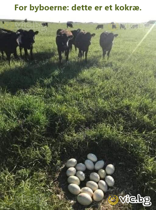 For byboerne: dette er et kokræ.
