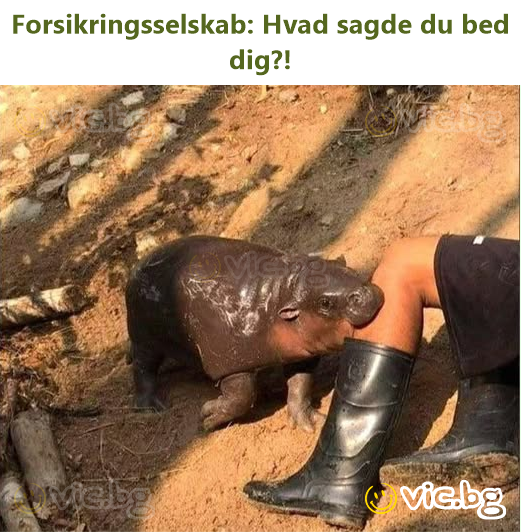 Forsikringsselskab: Hvad sagde du bed dig?!