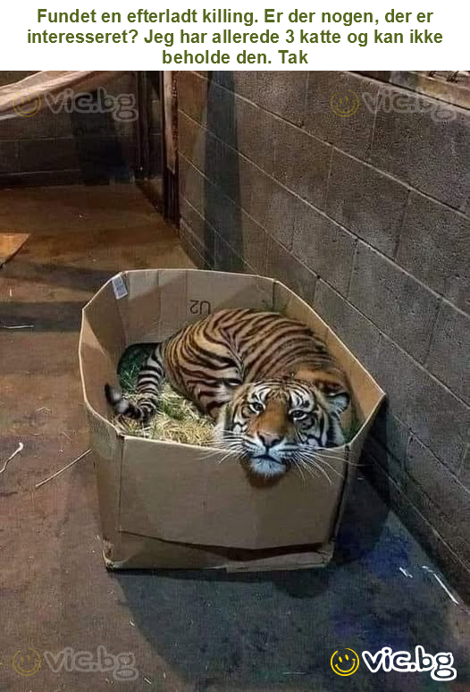 Fundet en efterladt killing. Er der nogen, der er interesseret? Jeg har allerede 3 katte og kan ikke beholde den. Tak
