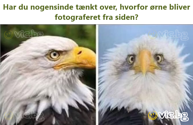 Har du nogensinde tænkt over, hvorfor ørne bliver fotograferet fra siden?
