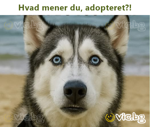 Hvad mener du, adopteret?!