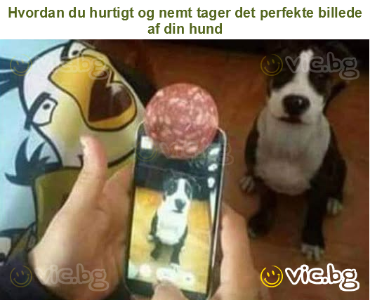 Hvordan du hurtigt og nemt tager det perfekte billede af din hund