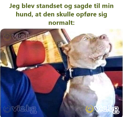 Jeg blev standset og sagde til min hund, at den skulle opføre sig normalt: