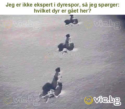 Jeg er ikke ekspert i dyrespor, så jeg spørger: hvilket dyr er gået her?