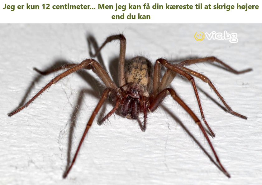 Jeg er kun 12 centimeter. Men jeg kan få din kæreste til at skrige højere end du kan