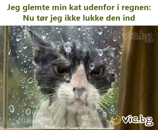 Jeg glemte min kat udenfor i regnen: Nu tør jeg ikke lukke den ind