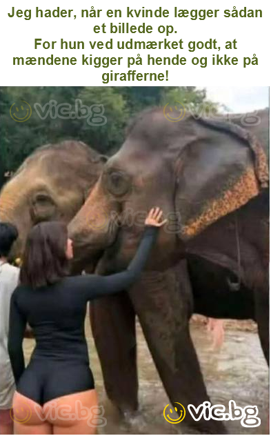 Jeg hader, når en kvinde lægger sådan et billede op.
For hun ved udmærket godt, at mændene kigger på hende og ikke på girafferne!