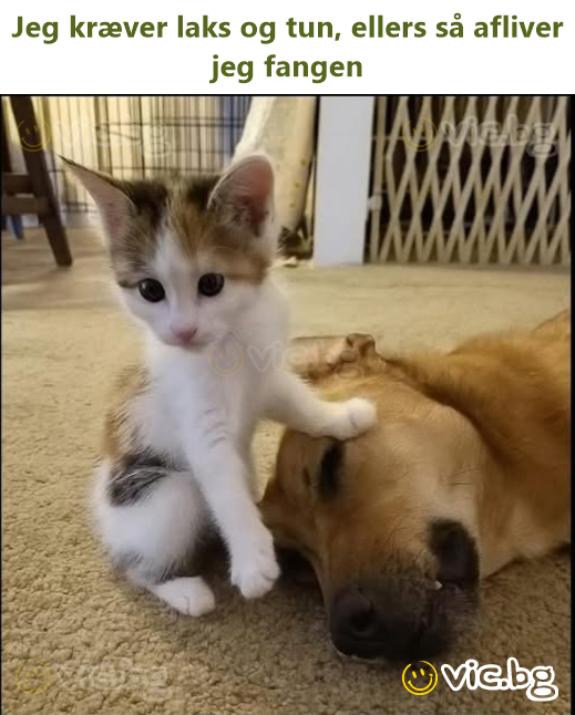 Jeg kræver laks og tun, ellers så afliver jeg fangen