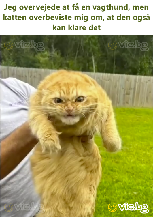 Jeg overvejede at få en vagthund, men katten overbeviste mig om, at den også kan klare det