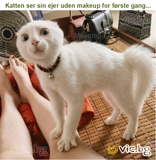 Katten ser sin ejer uden makeup for første gang...