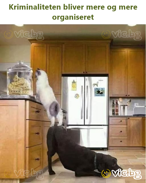 Kriminaliteten bliver mere og mere organiseret