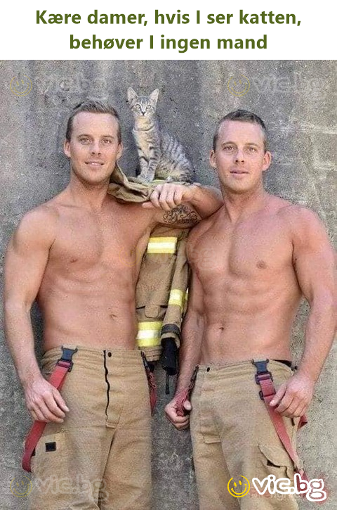 Kære damer, hvis I ser katten, behøver I ingen mand