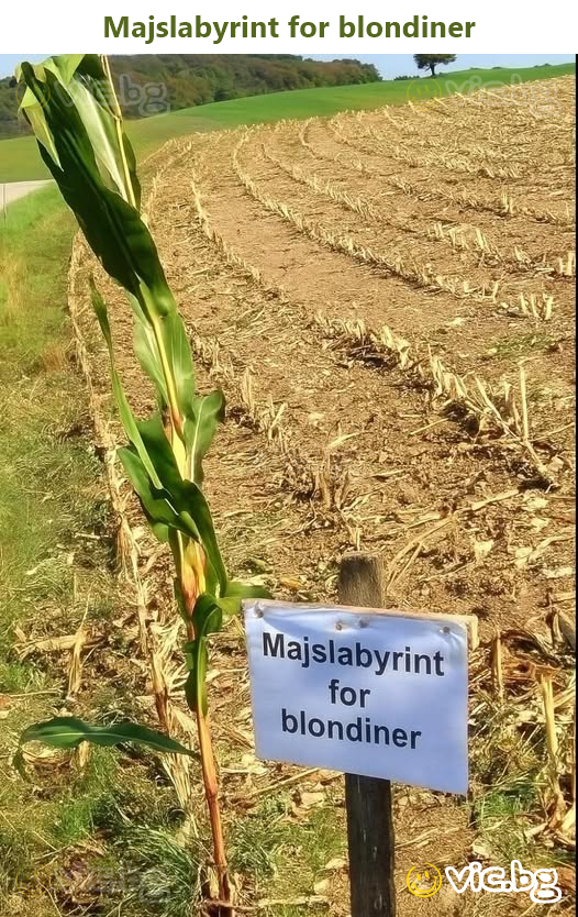 Majslabyrint for blondiner