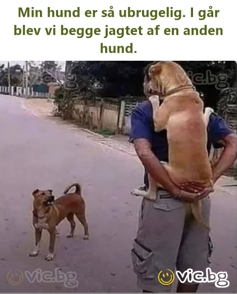 Min hund er så ubrugelig. I går blev vi begge jagtet af en anden hund.