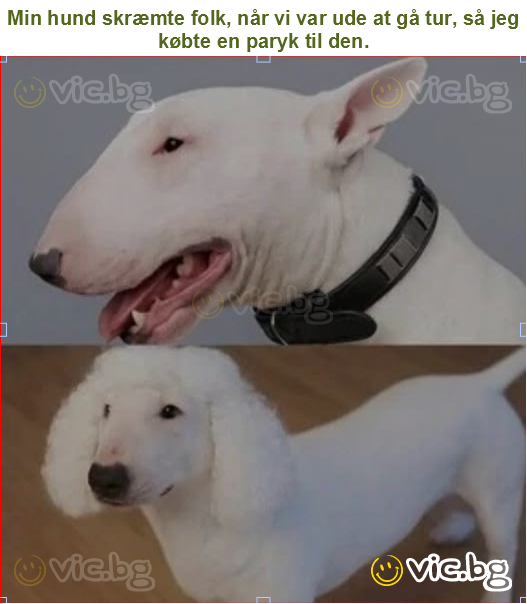 Min hund skræmte folk, når vi var ude at gå tur, så jeg købte en paryk til den.