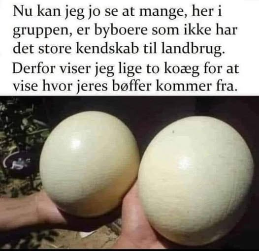Nu kan jeg jo зе at mange, her i gruppen, er byboere som ikke har det store kendskab til landbrug. Derfor viser jeg lige to koæg for at vise hvor jeres bøffer kommer fra.