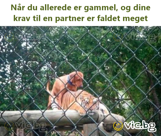 Når du allerede er gammel, og dine krav til en partner er faldet meget