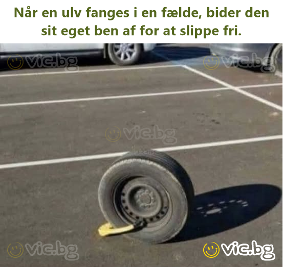 Når en ulv fanges i en fælde, bider den sit eget ben af for at slippe fri.