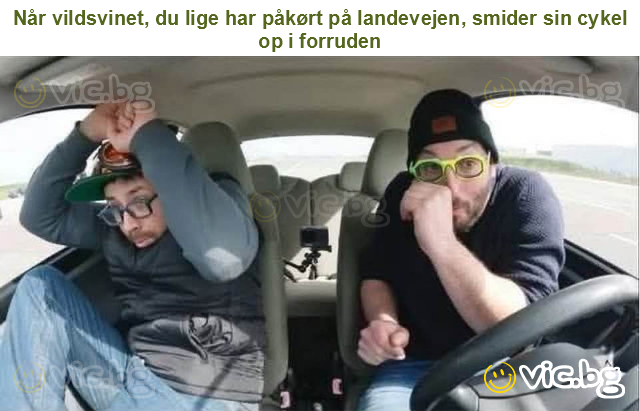 Når vildsvinet, du lige har påkørt på landevejen, smider sin cykel op i forruden