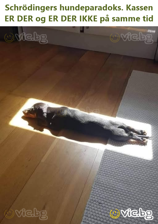 Schrödingers hundeparadoks. Kassen ER DER og ER DER IKKE på samme tid
