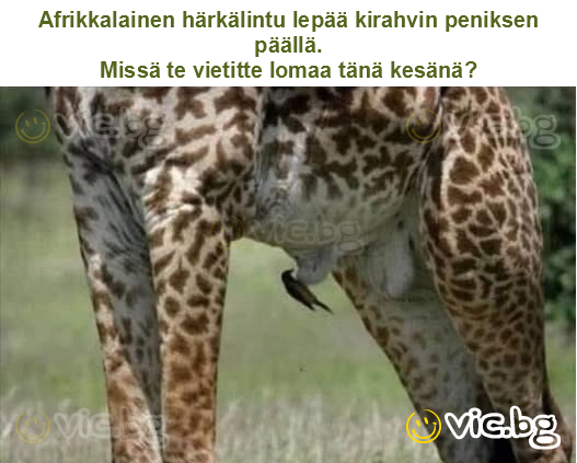 Afrikkalainen härkälintu lepää kirahvin peniksen päällä.
Missä te vietitte lomaa tänä kesänä?