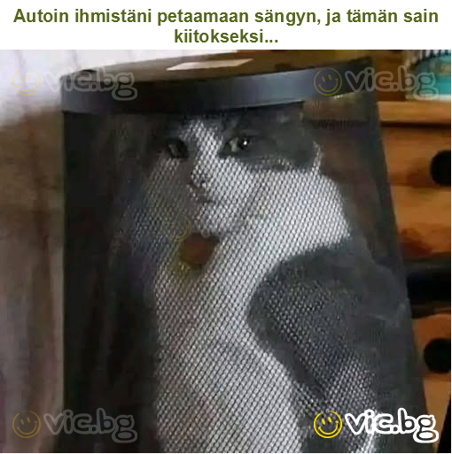 Autoin ihmistäni petaamaan sängyn, ja tämän sain kiitokseksi...