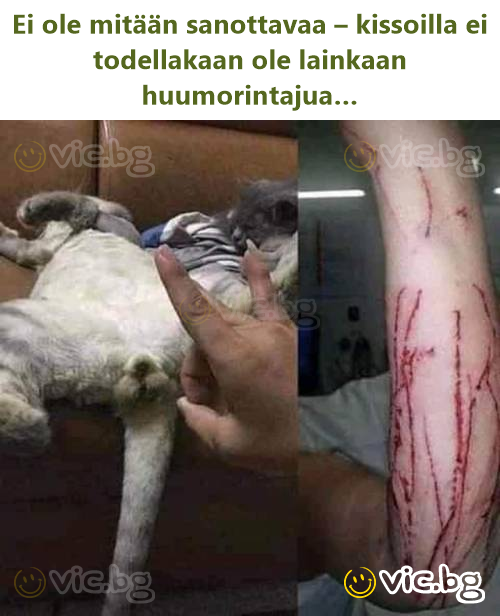 Ei ole mitään sanottavaa – kissoilla ei todellakaan ole lainkaan huumorintajua…
