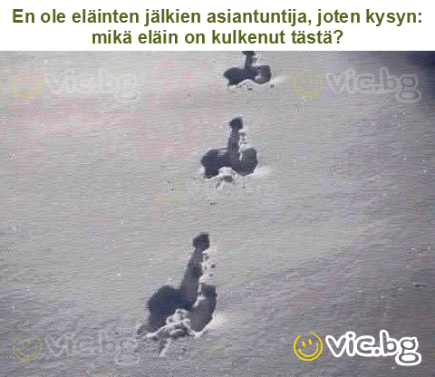 En ole eläinten jälkien asiantuntija, joten kysyn: mikä eläin on kulkenut tästä?