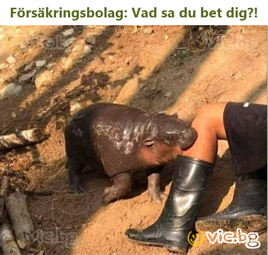 Försäkringsbolag: Vad sa du bet dig?!