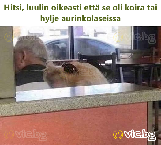 Hitsi, luulin oikeasti että se oli koira tai hylje aurinkolaseissa
