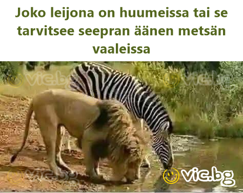 Joko leijona on huumeissa tai se tarvitsee seepran äänen metsän vaaleissa