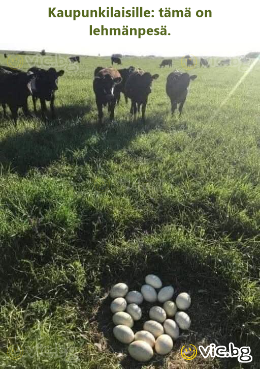 Kaupunkilaisille: tämä on lehmänpesä.
