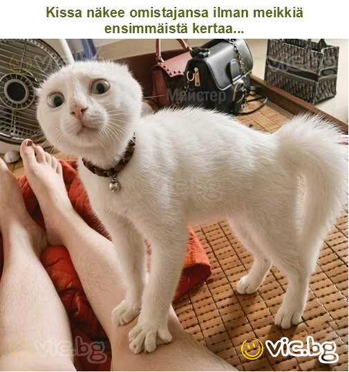 Kissa näkee omistajansa ilman meikkiä ensimmäistä kertaa...