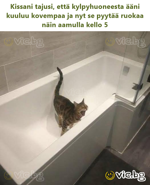 Kissani tajusi, että kylpyhuoneesta ääni kuuluu kovempaa ja nyt se pyytää ruokaa näin aamulla kello 5